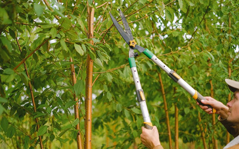 Tree trimming in Saronville, NE